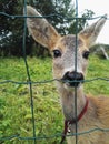 Roe deer living on a farm in the village. Wild goat, antelope.