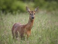 Roe Deer in long grass