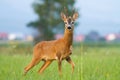 Roe deer looking on meadow behind the village in summer Royalty Free Stock Photo