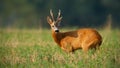 Roe deer looking over the shoulder on field in summer Royalty Free Stock Photo