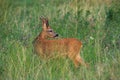 Roe deer looking over the shoulder on meadow in summer Royalty Free Stock Photo