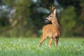 Roe deer looking over the shoulkder on blooming meadow in summer Royalty Free Stock Photo