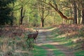 Roe deer looking at photographer in the woods