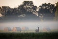 Roe deer looking to the camera on field in morning fog Royalty Free Stock Photo