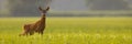 Roe deer looking to the camera on field in panoramic shot Royalty Free Stock Photo