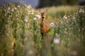 Roe deer looking to the camera in poppies in summer
