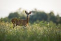 Roe deer looking to the camera in summer evening sun Royalty Free Stock Photo