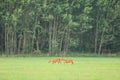 Roe deer male on the magical green grassland Royalty Free Stock Photo