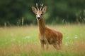 Roe deer male on the magical green grassland Royalty Free Stock Photo