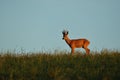 Roe deer male on the magical green grassland Royalty Free Stock Photo