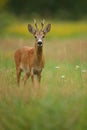 Roe deer male on the magical green grassland Royalty Free Stock Photo