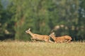 Roe deer male on the magical green grassland Royalty Free Stock Photo