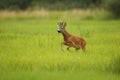 Roe deer male on the magical green grassland Royalty Free Stock Photo