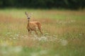 Roe deer male on the magical green grassland Royalty Free Stock Photo