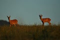 Roe deer male on the magical green grassland Royalty Free Stock Photo