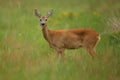 Roe deer male on the magical green grassland Royalty Free Stock Photo