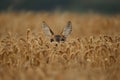 Roe deer male on the magical green grassland Royalty Free Stock Photo