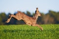 Roe deer male running on field Capreolus capreolus