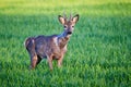 Roe deer male running on field ( Capreolus capreolus ). Royalty Free Stock Photo