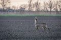 Roe deer buck. Male roe deer. Capreolus capreolus Royalty Free Stock Photo