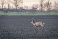 Roe deer buck. Male roe deer. Capreolus capreolus Royalty Free Stock Photo