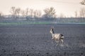 Roe deer buck. Male roe deer. Capreolus capreolus Royalty Free Stock Photo