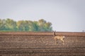 Roe deer buck. Male roe deer. Capreolus capreolus Royalty Free Stock Photo