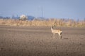 Roe deer buck. Male roe deer. Capreolus capreolus Royalty Free Stock Photo