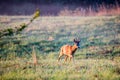 Roe deer male walking alone in a meadow Royalty Free Stock Photo