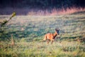 Roe deer male walking alone in a meadow Royalty Free Stock Photo