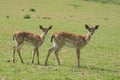 Roe deer on a meadow Royalty Free Stock Photo