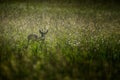 Roe deer in meadow Royalty Free Stock Photo