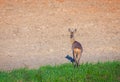 Roe deer in the meadow in the early spring Royalty Free Stock Photo