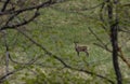 Roe deer in the meadow in the mountains Royalty Free Stock Photo