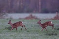 Roe deer on the meadow Royalty Free Stock Photo