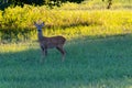 Roe deer on a meadow in the White Carpathians in the Czech Republic