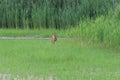 A Roe Deer Mom And Her Young Are Jumping In A Swamp By A Pond