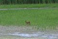 A Roe Deer Mom And Her Young Are Jumping In A Swamp By A Pond