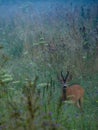 Roe deer in the morning fog Royalty Free Stock Photo
