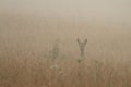 Roe deer in the morning fog Royalty Free Stock Photo