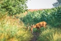 Female roe deer and her two little fawn.