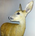Roe deer museum exhibit