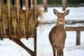 Roe deer near rack in Reserve Bialowieza Forest