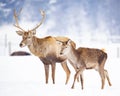 roe deer and noble deer stag in winter snow