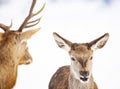 roe deer and noble deer stag in winter snow