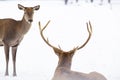 roe deer and noble deer stag in winter snow