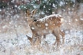 Roe deer observing on field in blizzard in winter.