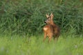 Roe deer observing on fresh meadow in summer nature Royalty Free Stock Photo