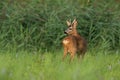 Roe deer observing on fresh meadow in summer nature