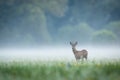 Roe deer observing on glade in fog with copy space
